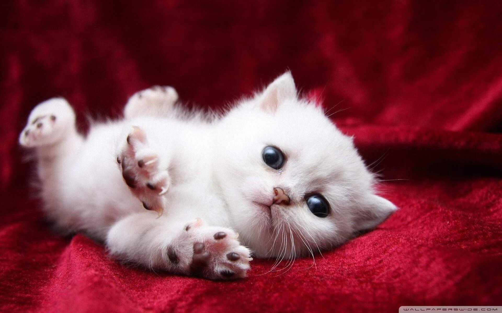 新加坡狂飙，周冠宇一人扛起索伯，奇迹之夜逆转阿斯顿马丁