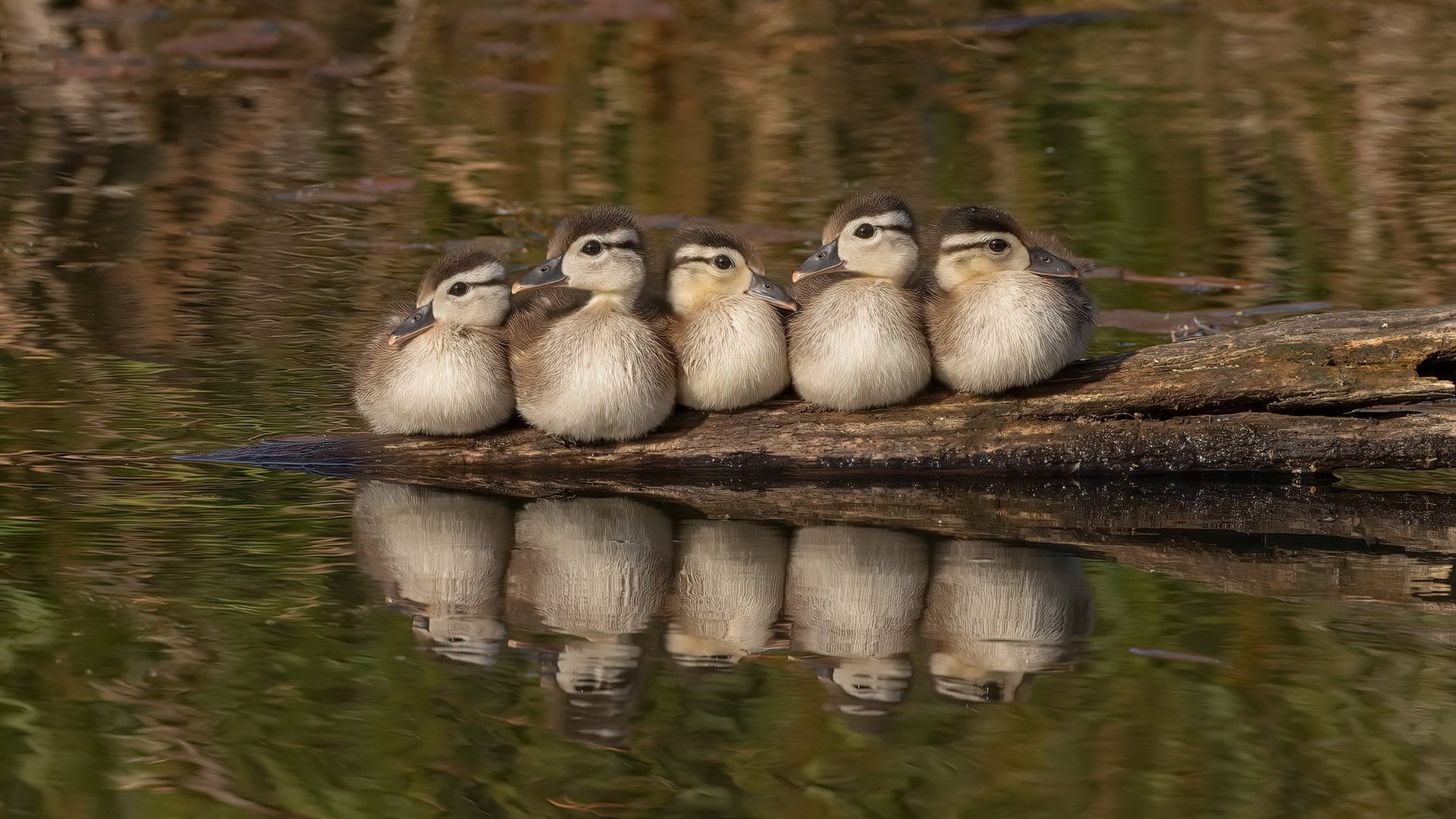 量子纠缠的秘密,索伯车队如何用爱因斯坦-罗森桥在摩纳哥逆转红牛
