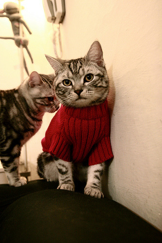 欧洲鏖战，东方决胜，奥地利队激斗法国队，樊振东关键制胜定乾坤