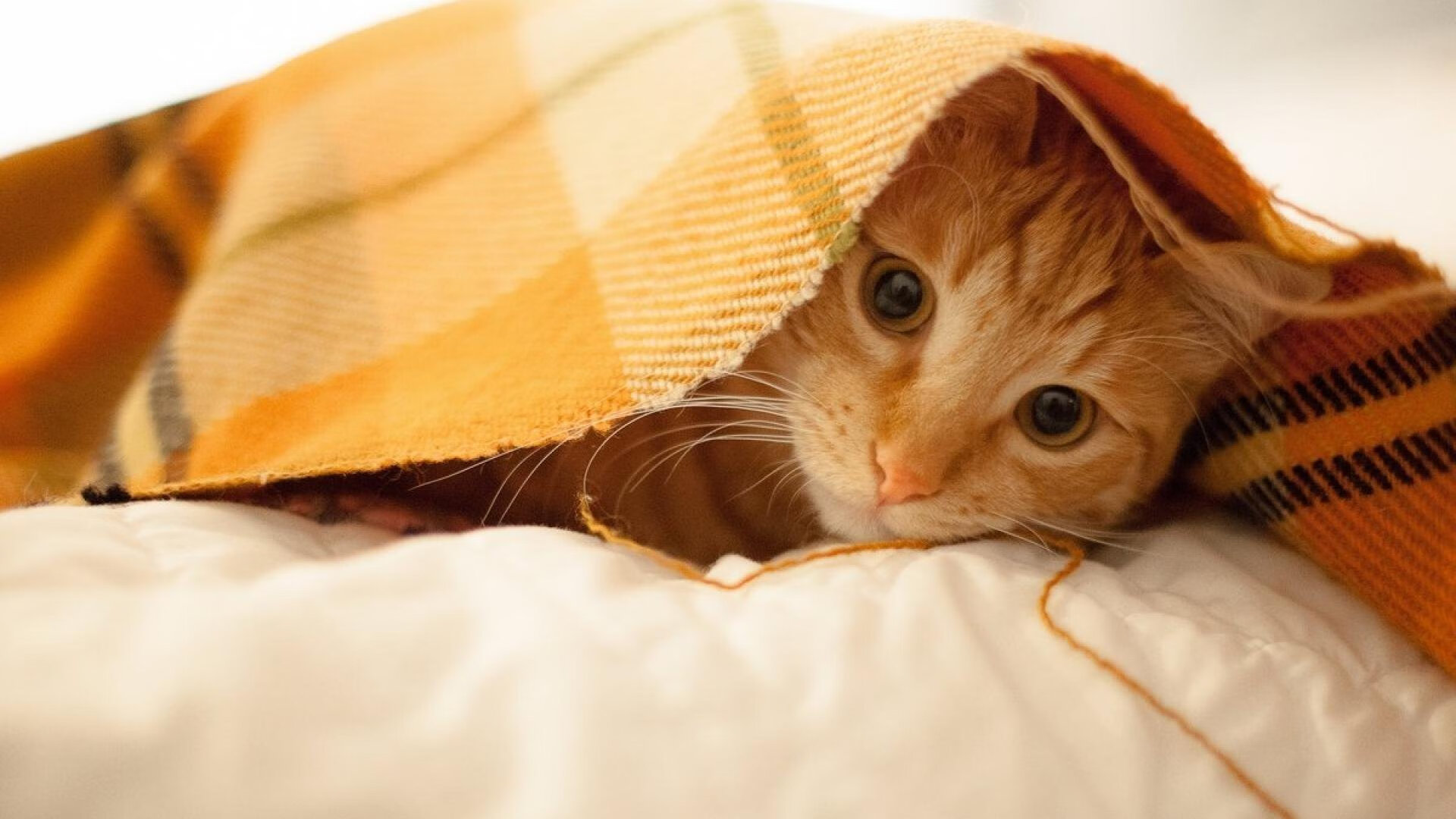 不朽的逆袭,汉密尔顿以一己之力改写赛场法则