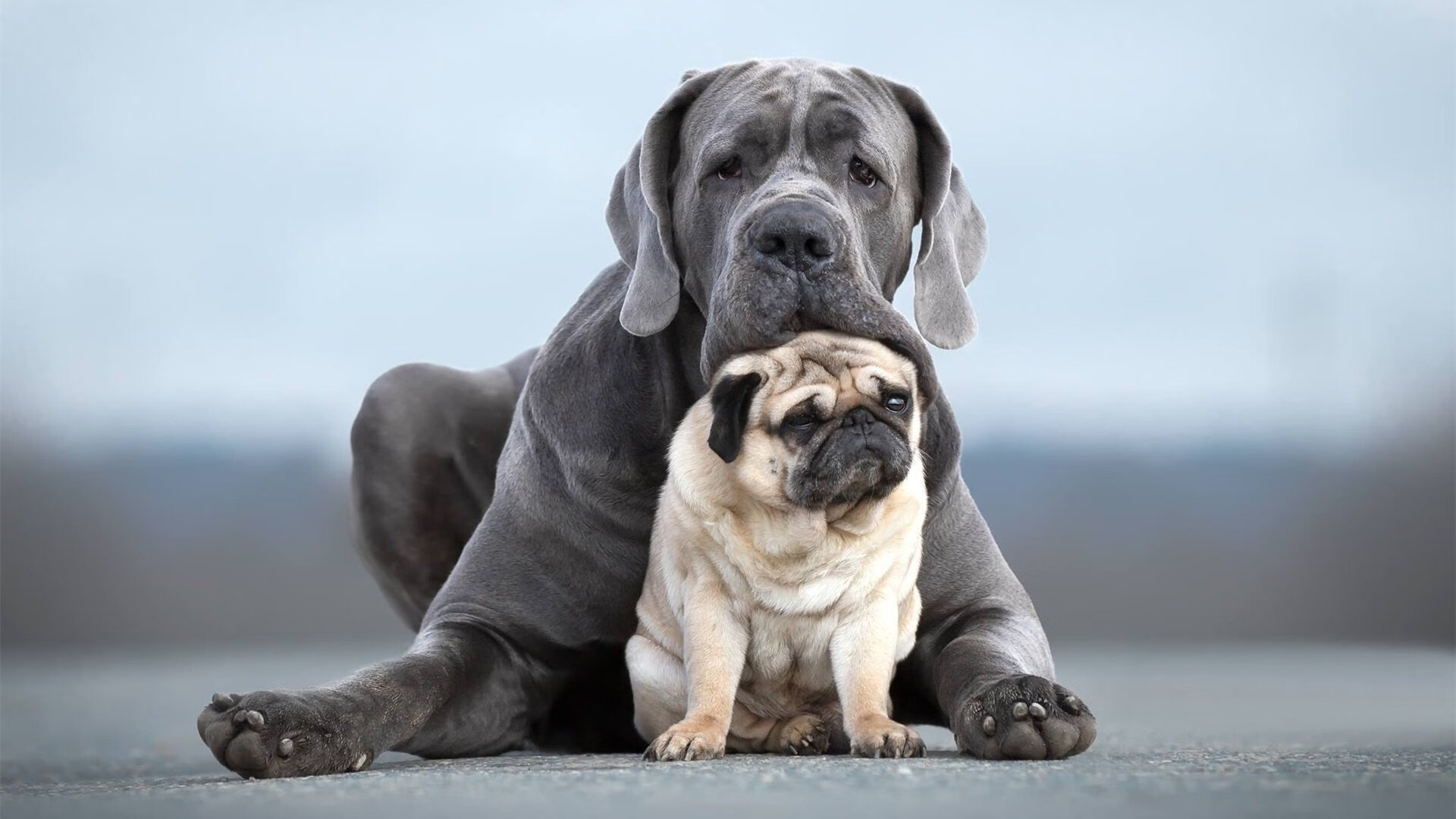 爆冷与统治，印度队力克丹麦背后，陈雨菲如何惊艳世界？