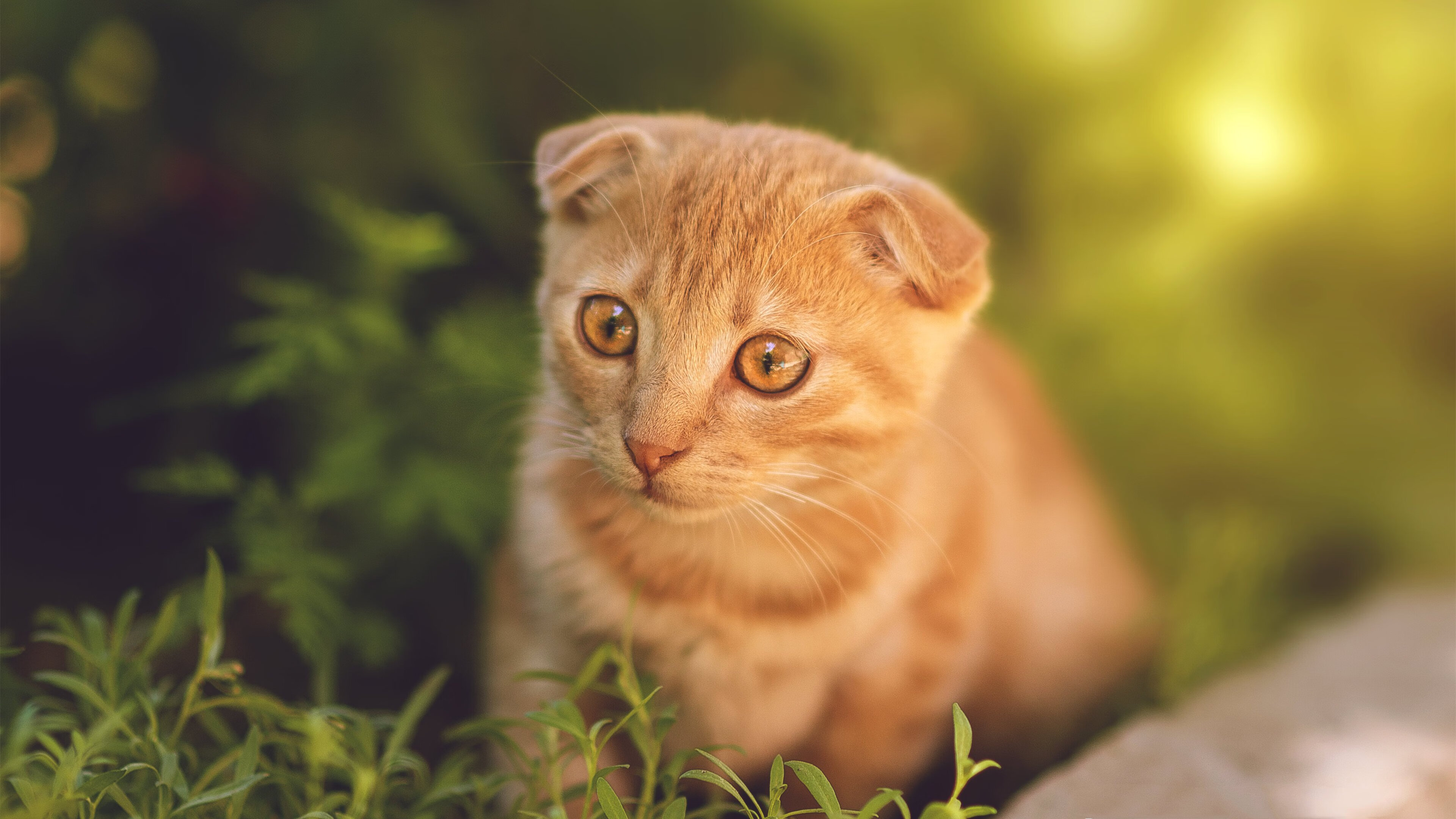 枪与玫瑰，温网绅士与蒙特卡洛骑士的永恒对话，蒂姆的华丽转折