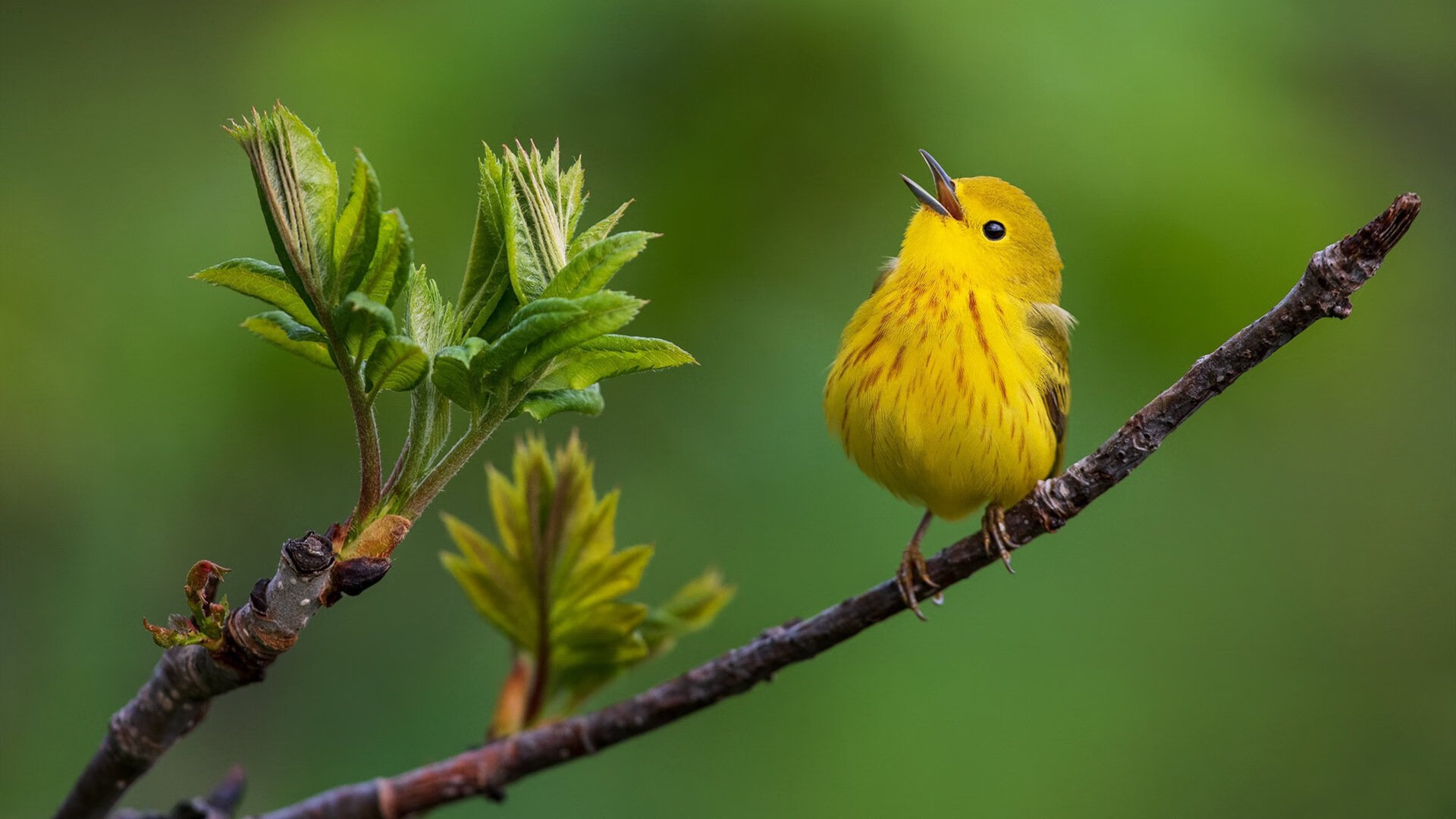 东瀛孤刀破北欧坚盾—石宇奇以孤勇扛鼎，日本队奏响团队协奏曲