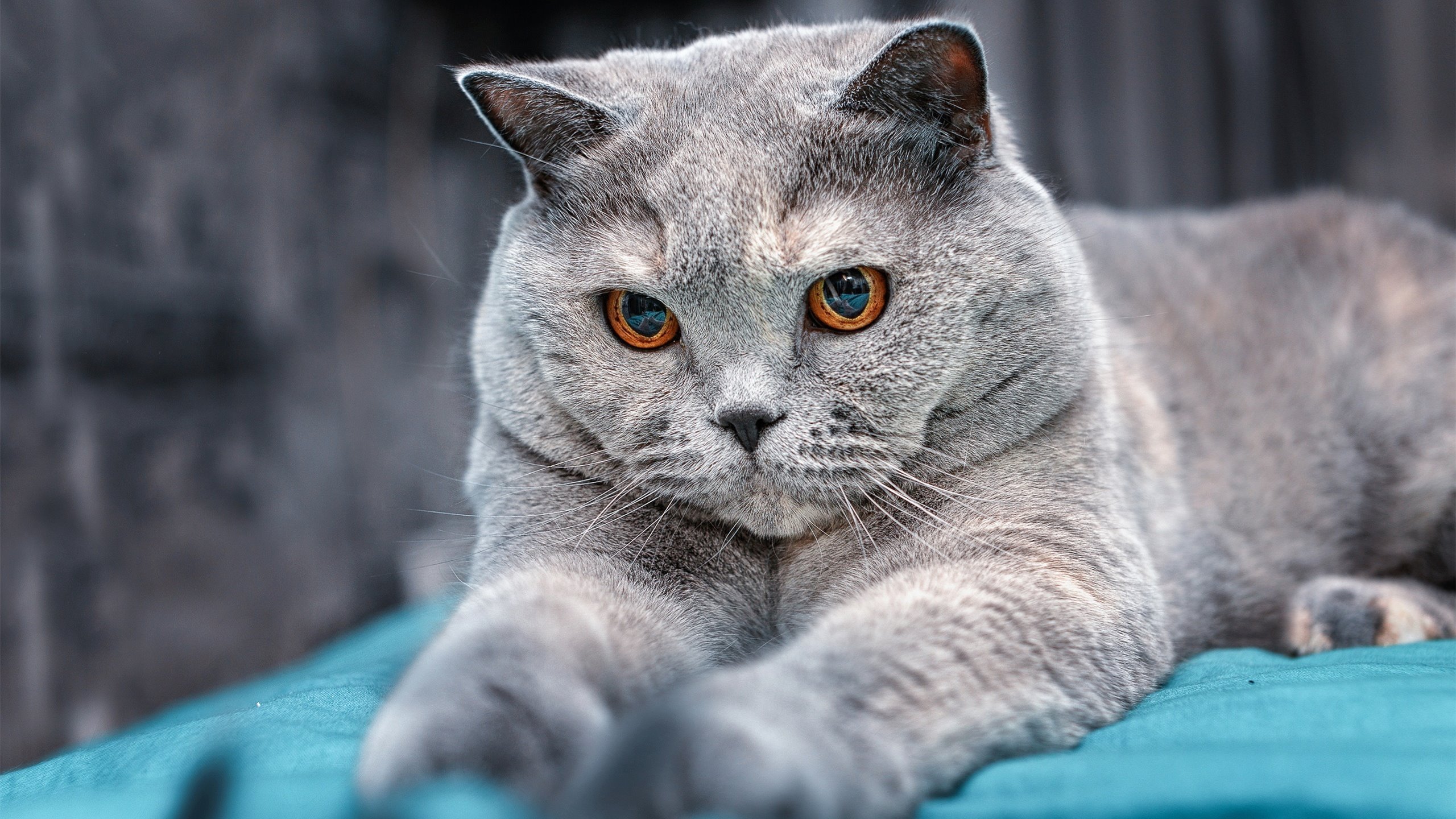 时间的褶皱，当布伦森的统治力撞上火箭不屈的终场哨