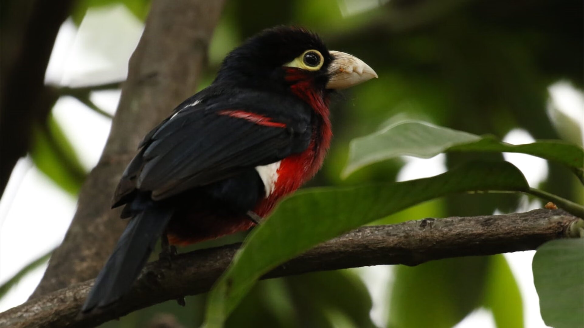 孤本传奇,姆巴佩数据爆炸夜映照德甲巅峰对决