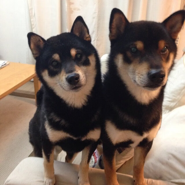 冰与火之歌，奥运周期关键战之夜，欧文如何用攻防两端统治定义唯一性