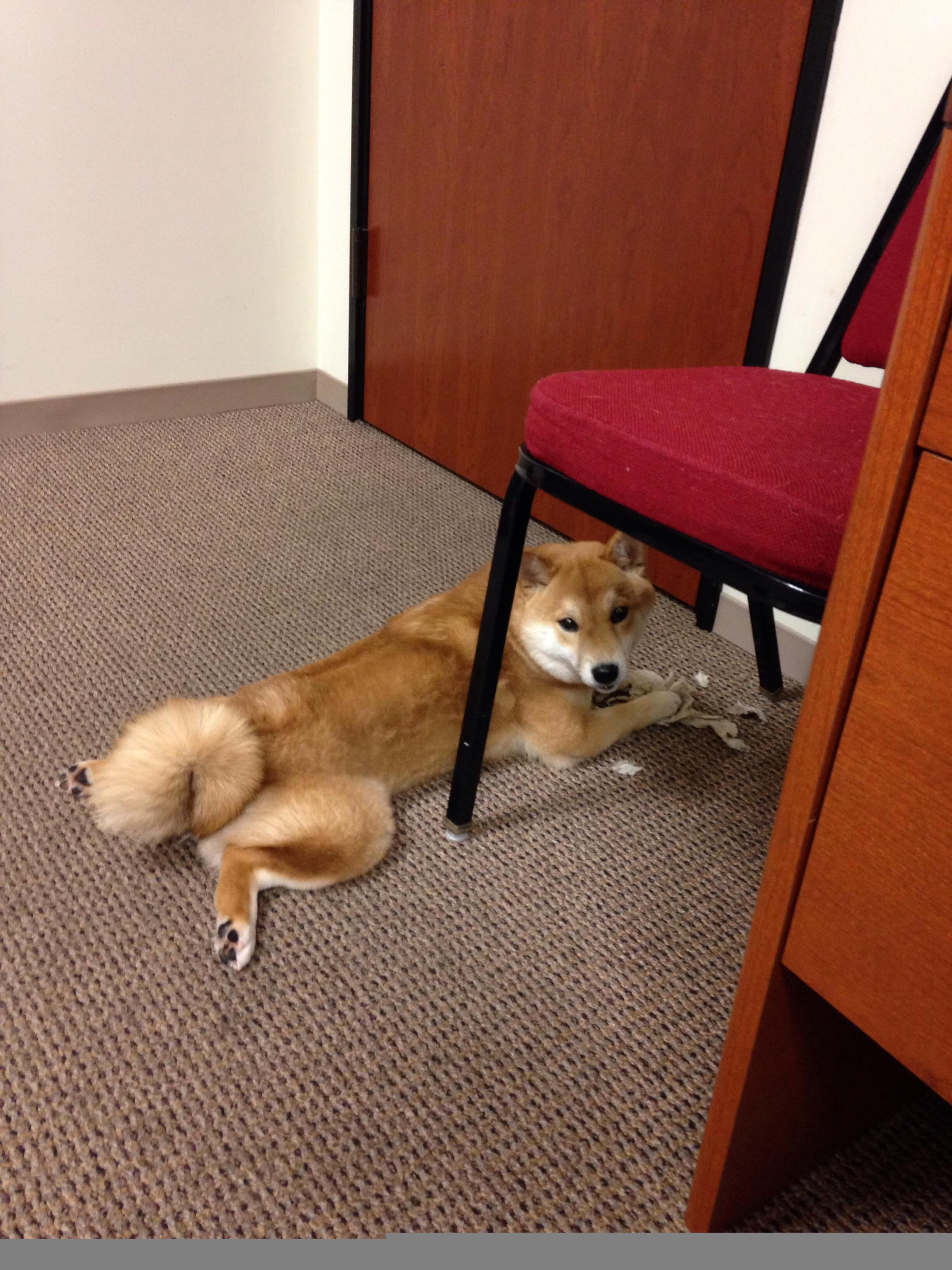 提前开香槟的暗喻，当湖人掐灭火箭希望，奥运周期的硝烟已然升起