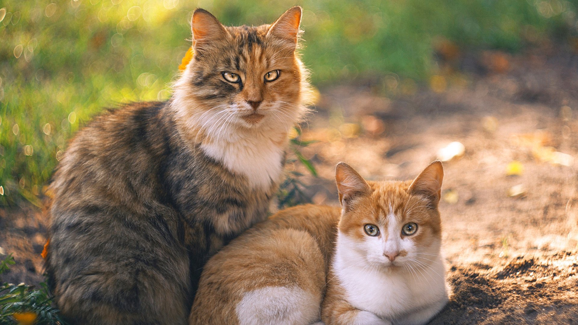 新王与旧秩序，当李刚仁的冰刃刺穿巴黎的铁幕