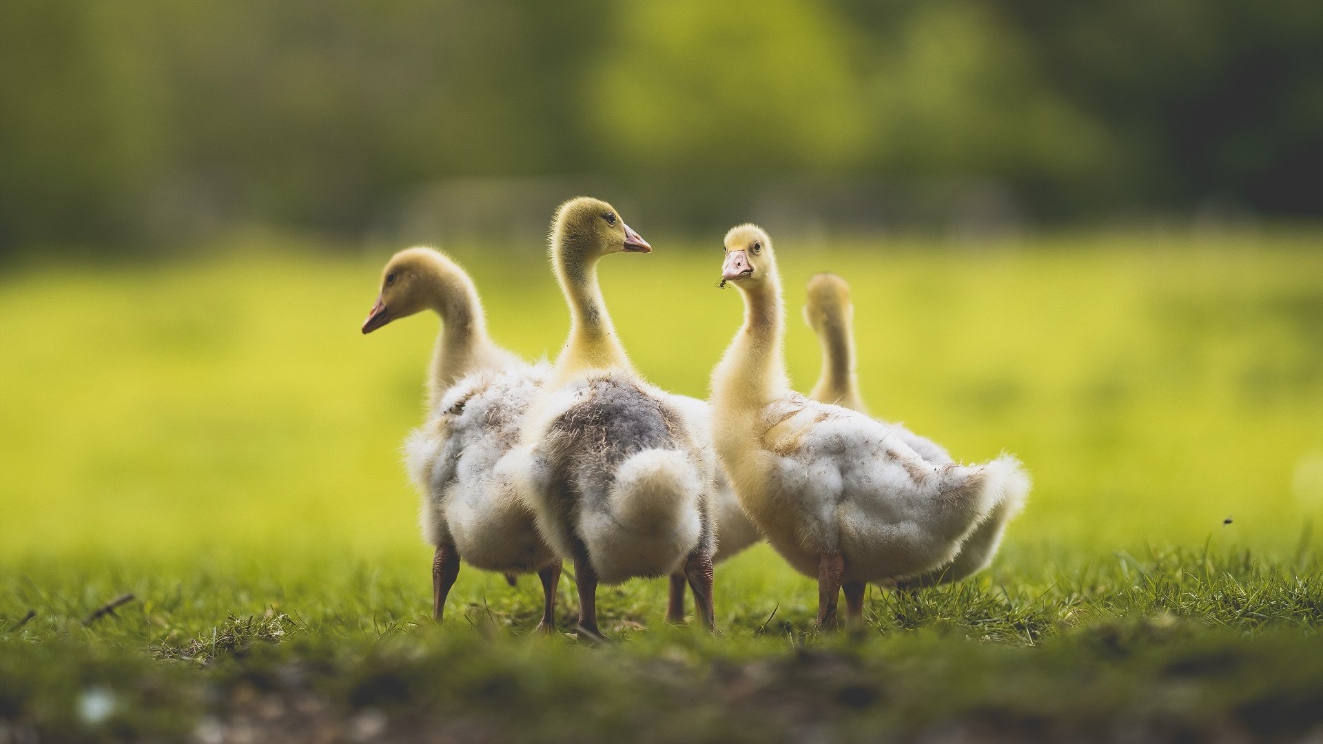 爱游戏入口-斗牛士与公牛，罗德里戈一脚刺穿乌拉圭铁幕