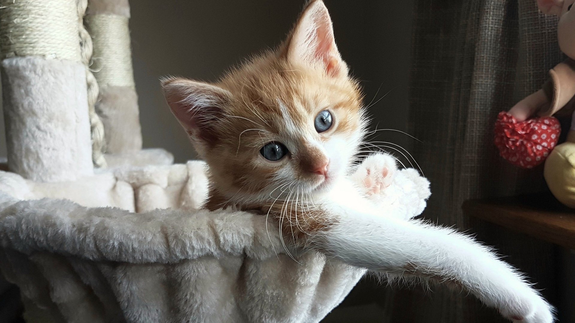 天使之翼跨时空，从哥斯达黎加迷雾到国家德比舞台，迪马利亚书写大场面唯一性