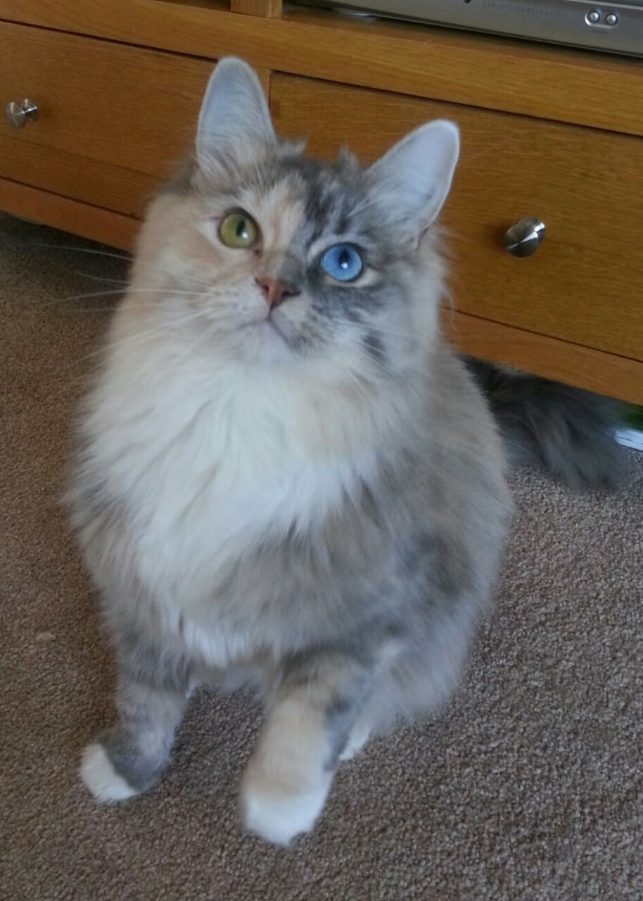 当新西兰遭遇马竞铁血，弗拉霍维奇在意甲焦点战中一锤定音