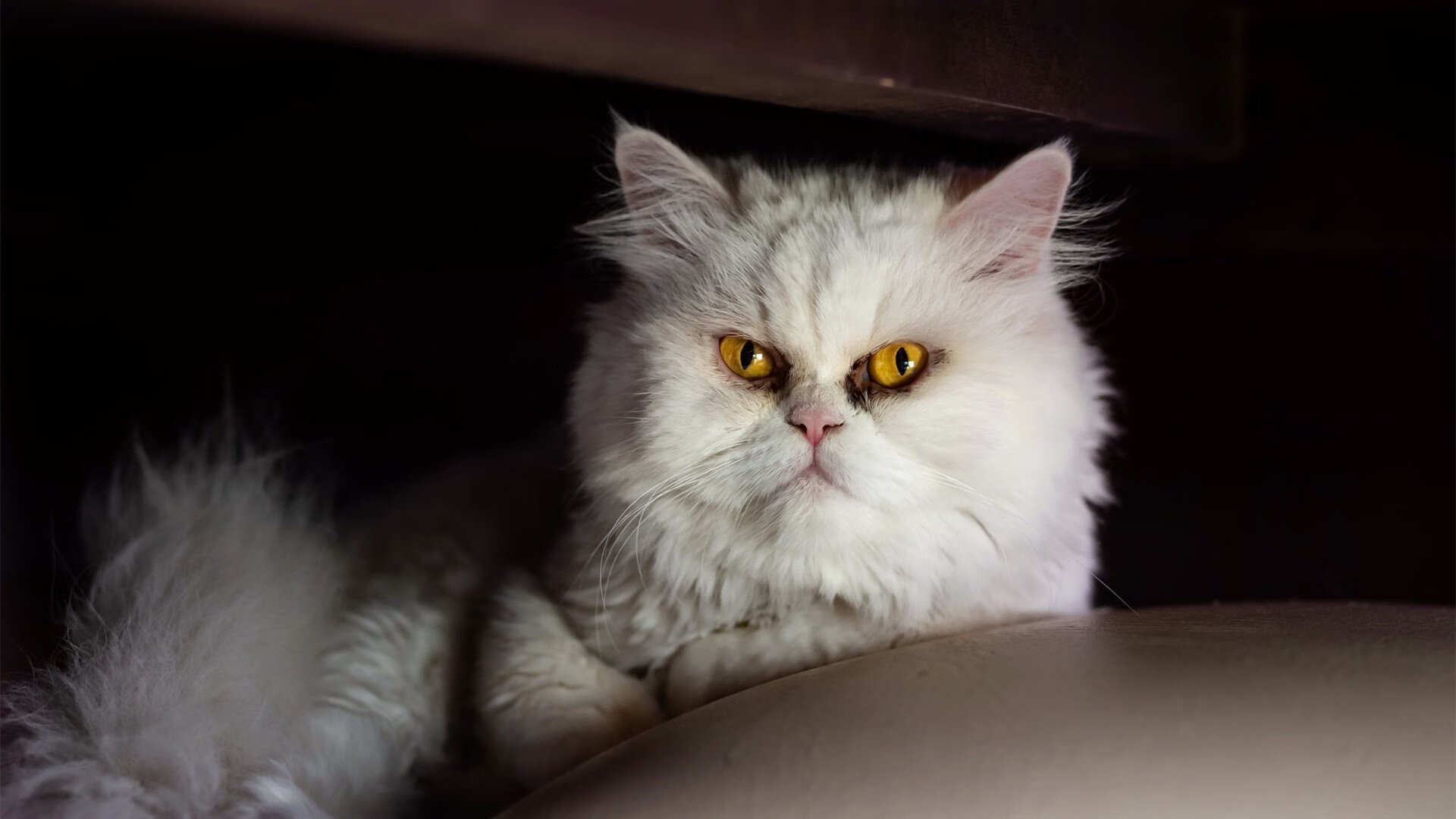 混沌与星辰,当冷门邂逅传奇