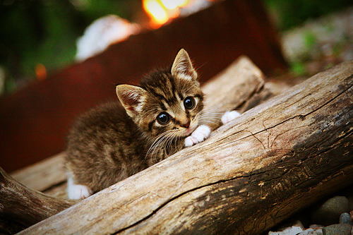 棋盘上的亚得里亚海风暴,克罗地亚战术如何锁死那不勒斯,皮克接管世界排名争夺战