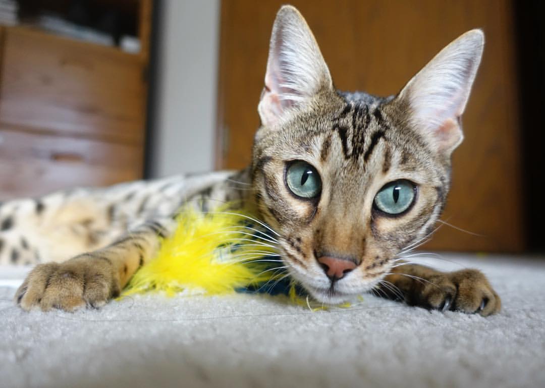 迪亚斯一锤定音!葡萄牙力克AC米兰,全场最佳无争议