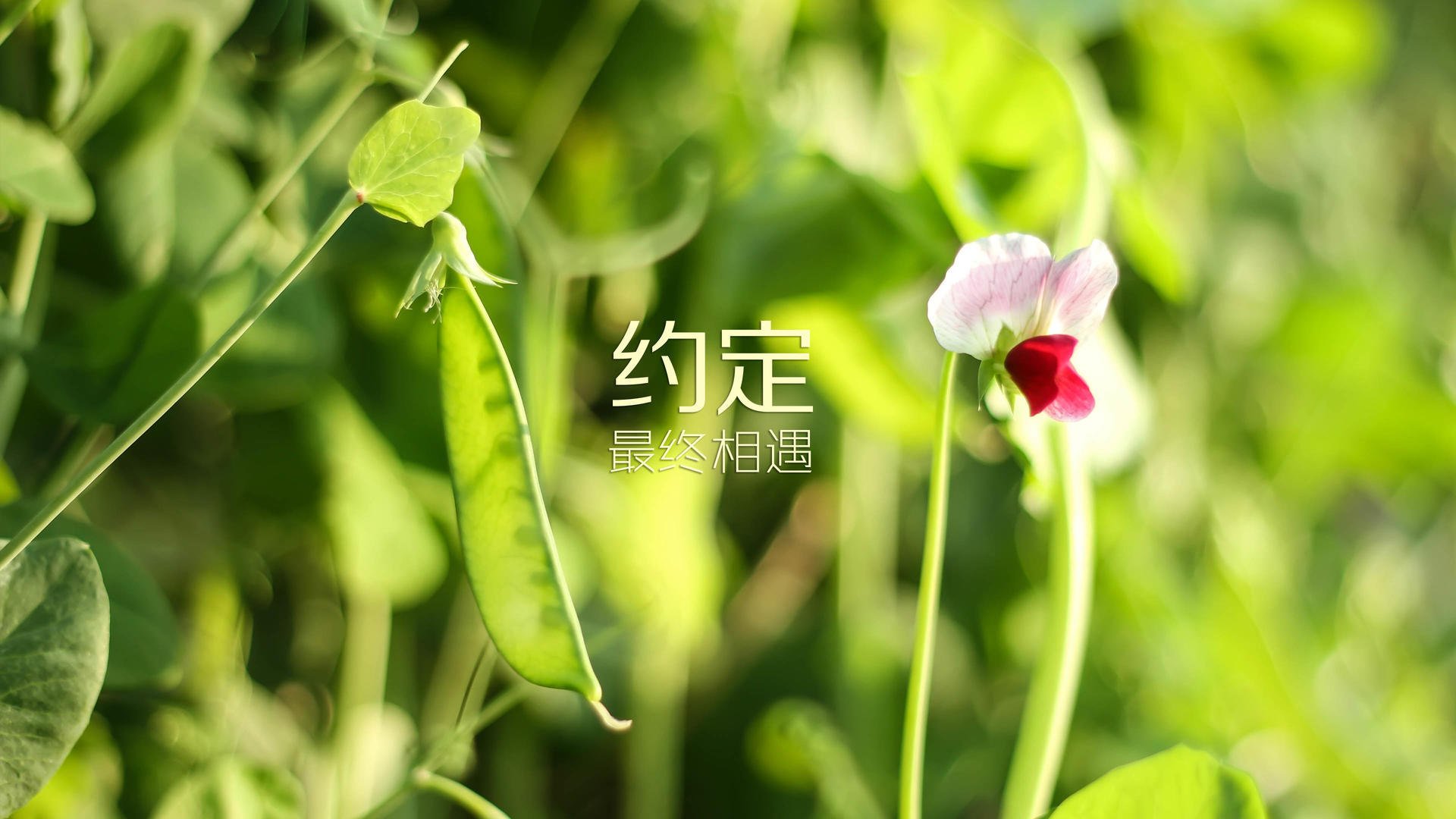 郁金香凋零的布加勒斯特之夜，当萨卡的红白闪电撕碎橙衣军团最后的骄傲
